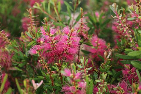  “Indigenous Gardens: An Encyclopedia” – Unleashing Nature's Symphony in Your Own Backyard